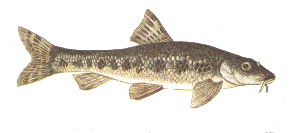 fish identity chart fish identity chart